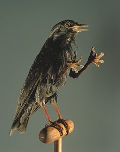 Un oiseau secrétaire : Le compagnon de la sorcière